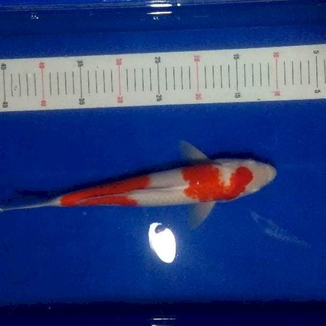 Kohaku size 35 cm