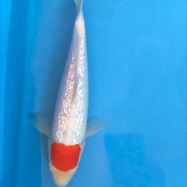 Tancho kohaku ginrin male 28 cm