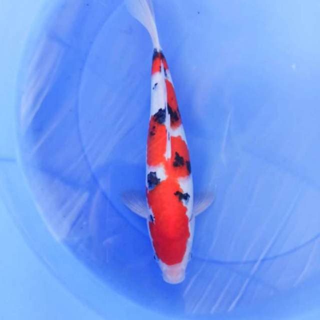 Inazuma sanke joss 35cm