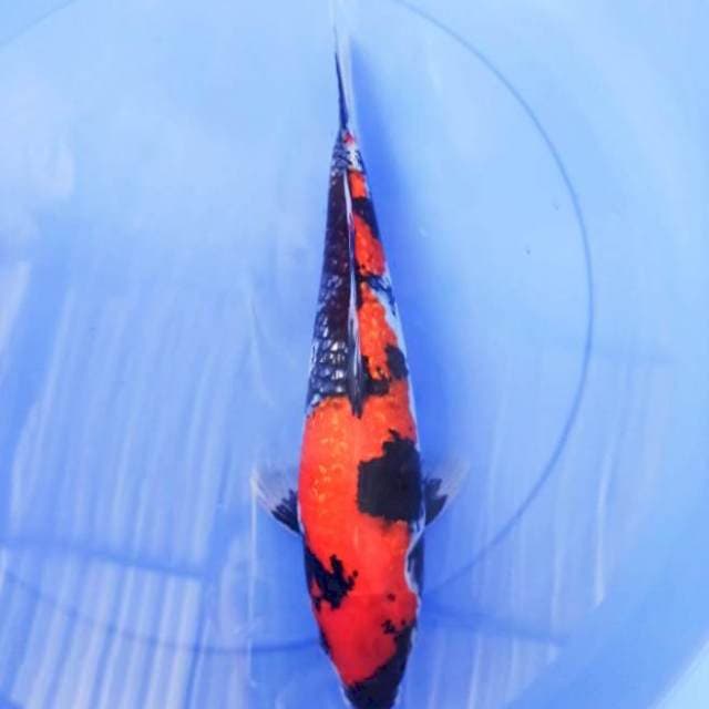 showa ginrin F1 36cm