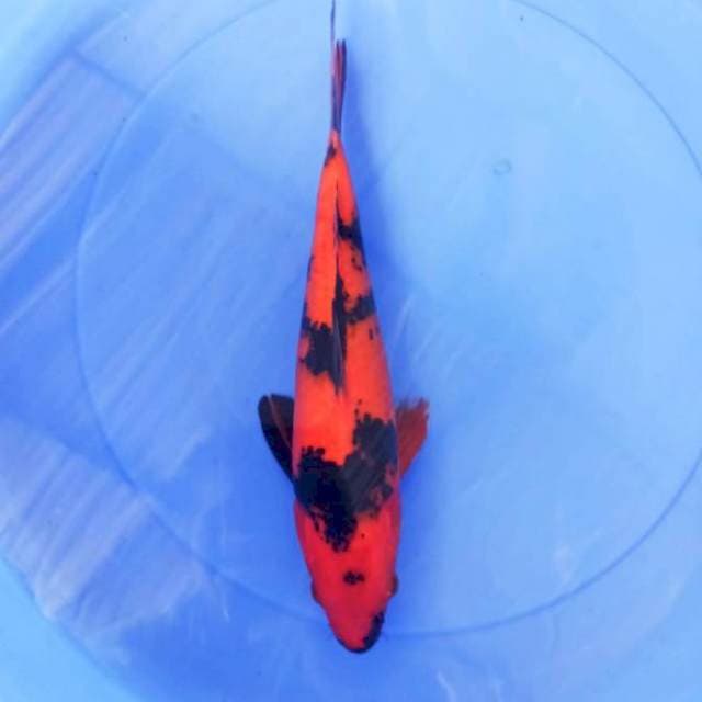 Hi utsuri 35cm
