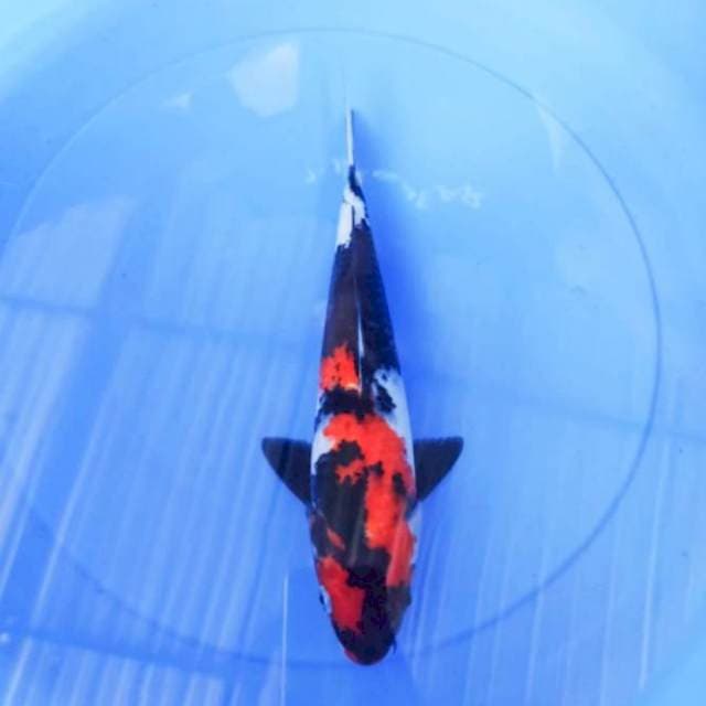 Showa f1 34cm