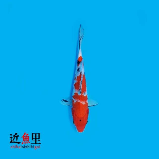 Sanke Tategoi 25 cm