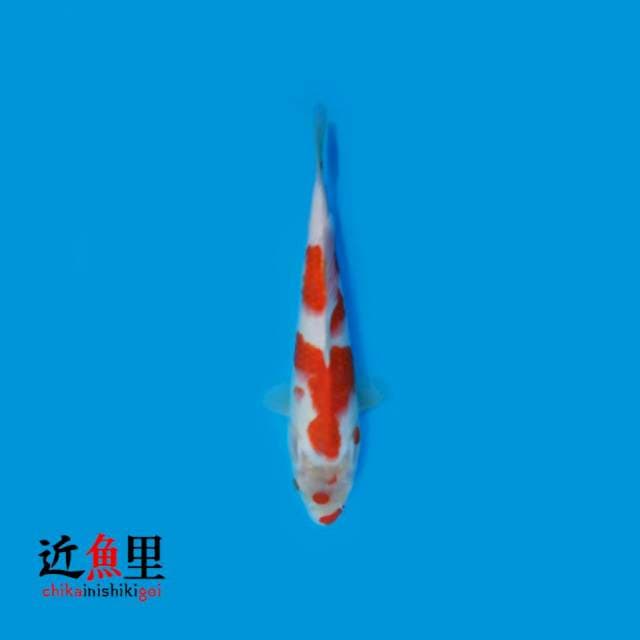 Kohaku Kuchibeni 23 cm