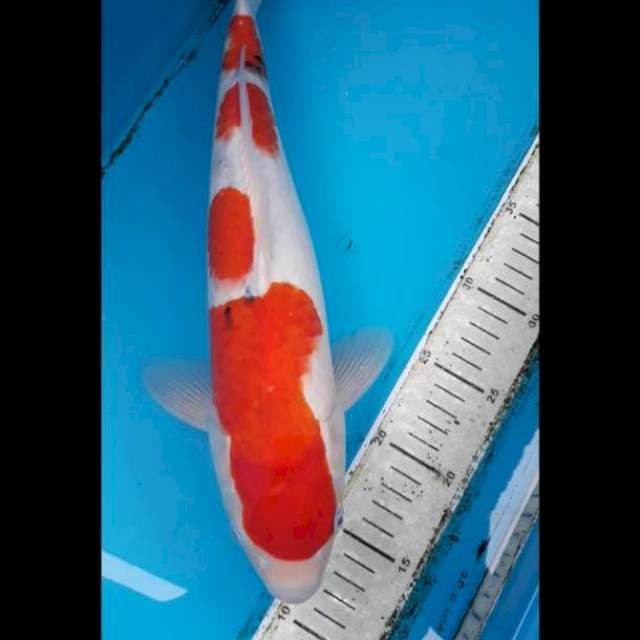 Sanke 40 cm