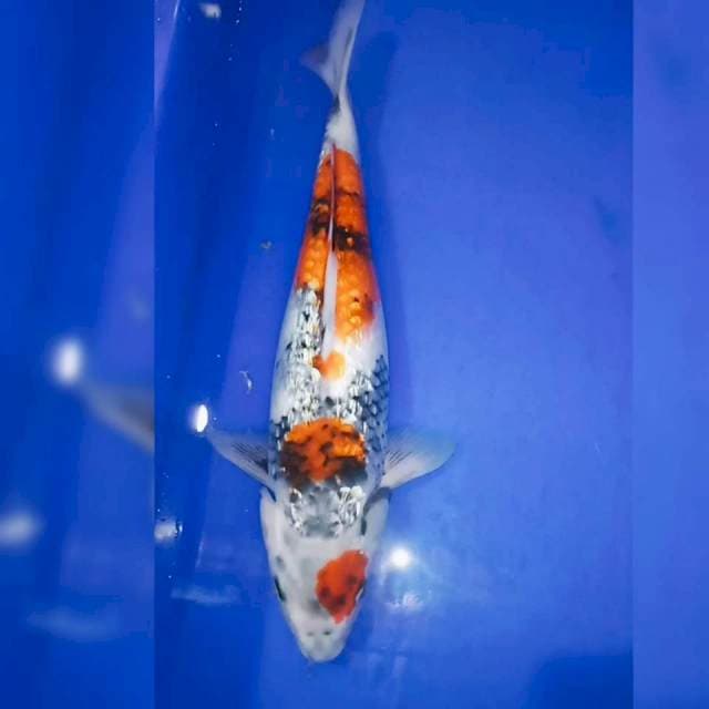 Showa ginrin tategoi 33cm