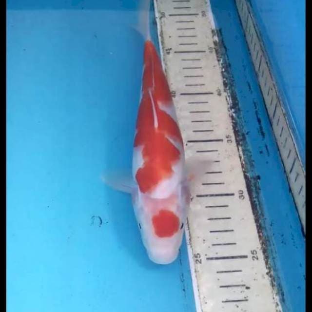 Kohaku 24cm