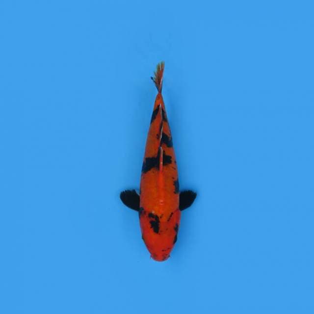 UTSHURI SQ _MERAH TEMBUS