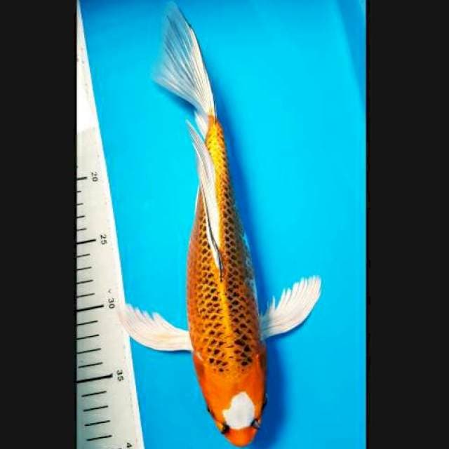 Kumpay 32cm jantan