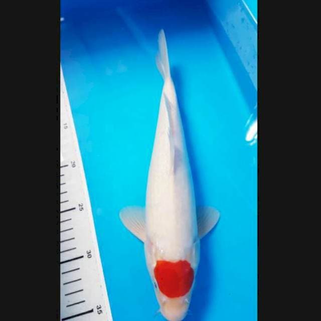 Tanco 31cm jantan