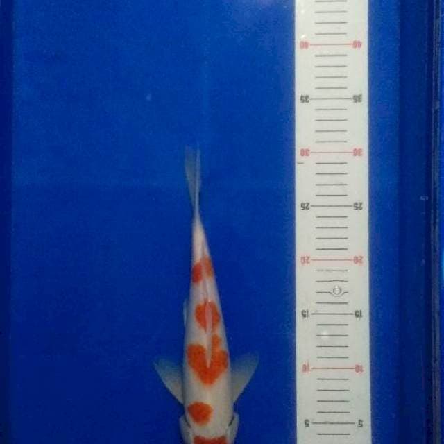 Kohaku