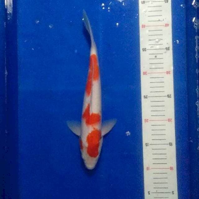 Kohaku