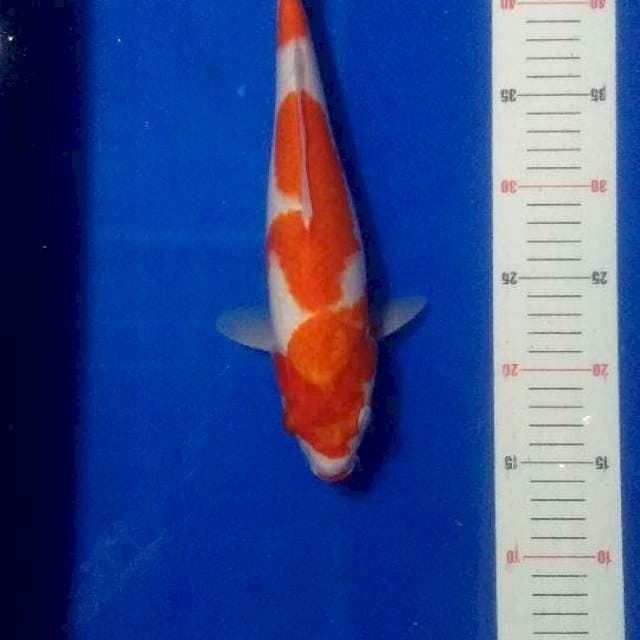 Kohaku