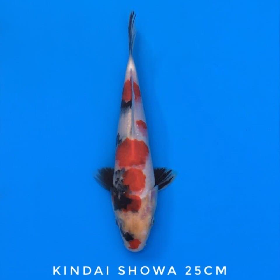 kindai showa 25cm