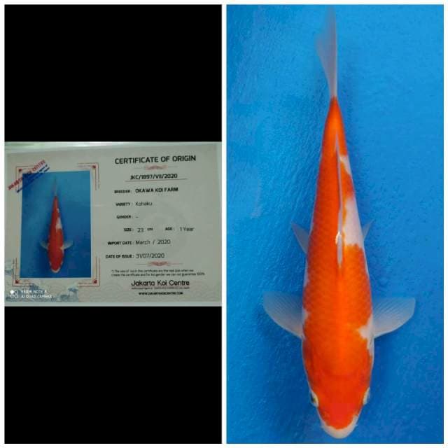 Kohaku Import