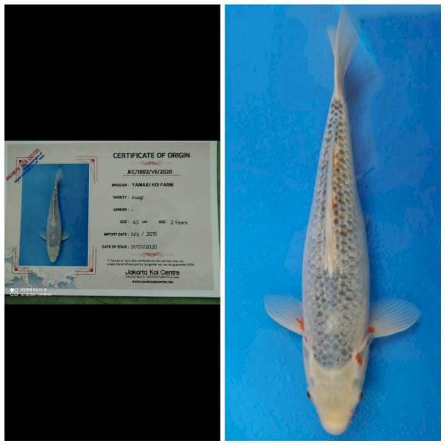 Jumbo Female Asagi Import