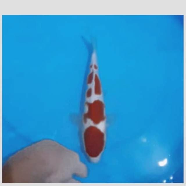 kohaku bakad champ,warna strong abis