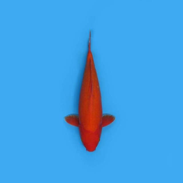 BENIGOI JUMBO TOSAI FULL RED