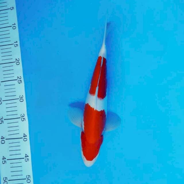 ZERO 2 - KOHAKU ™