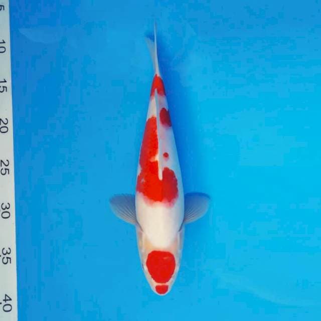 ZERO 6 - KOHAKU ®