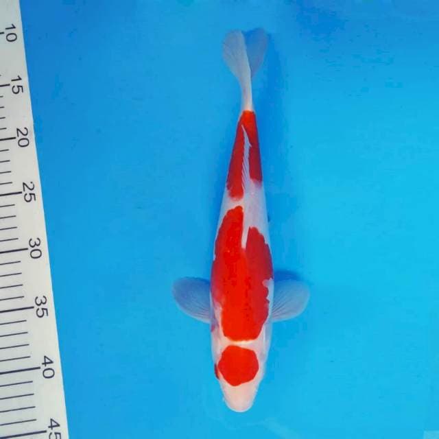 ZERO 8 - MARUTEN KOHAKU ™