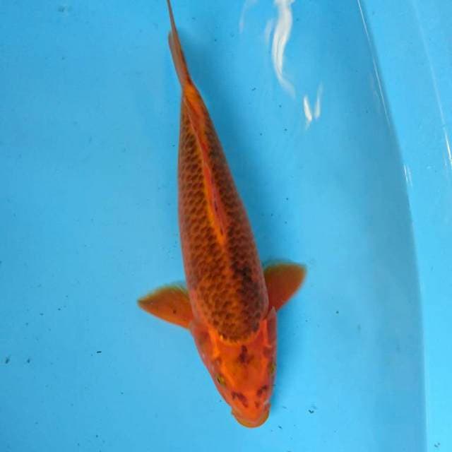 AkA MATSUBA 34 cm