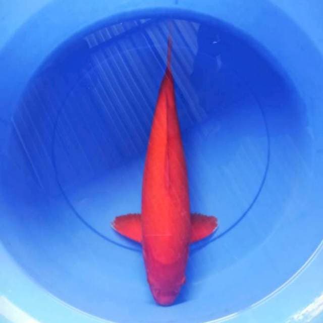 BENIGOI josss 42cm