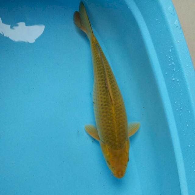 40cm wasabi koi