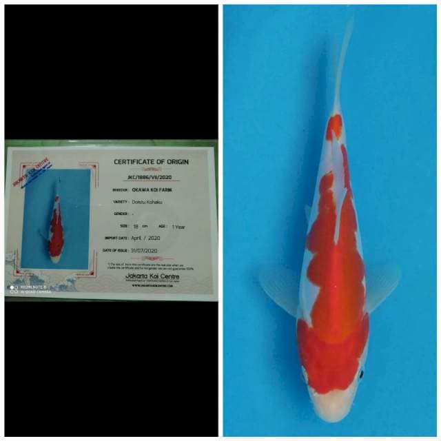 Okawa Kohaku Doitsu