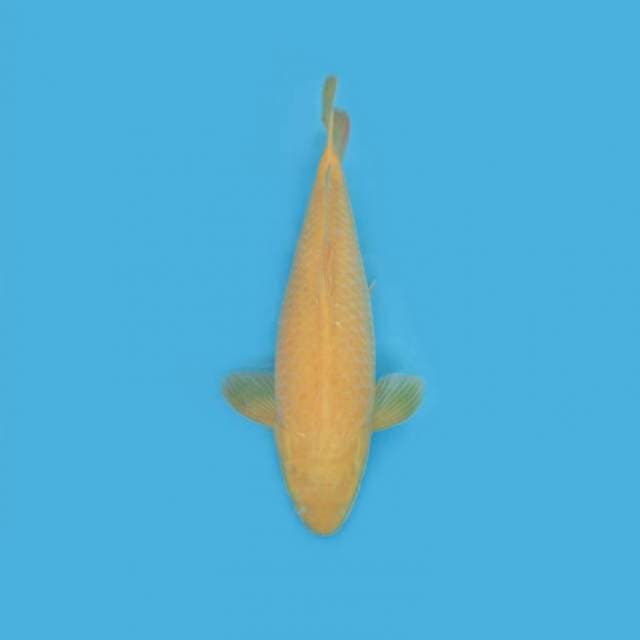 KARASHI JUMBO TOSAI