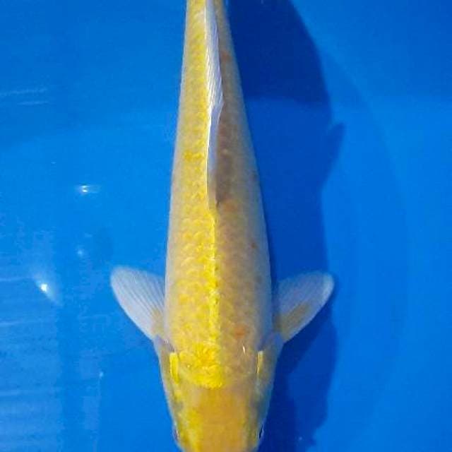 Yamabuki mata merah 30cm