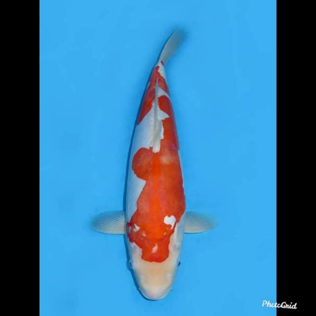 48cm , Jumbo !! F1 Kohaku Doitsu