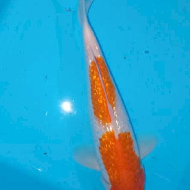 Kohaku ginrin Sq
