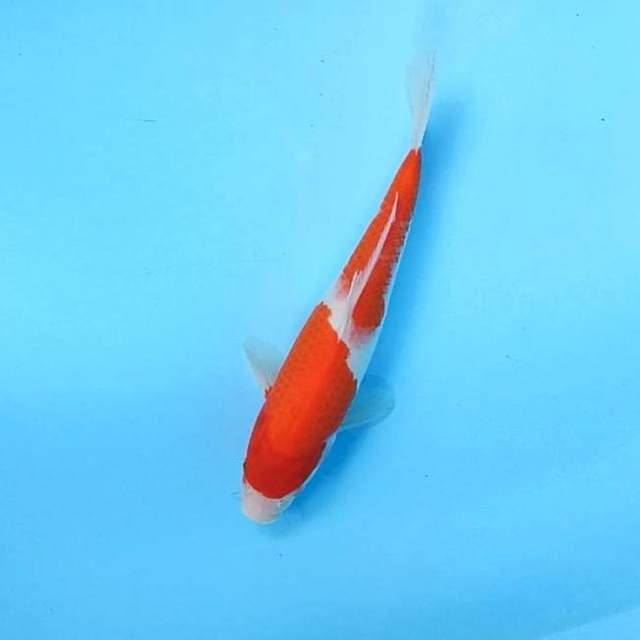 Kohaku 1 // 30cm