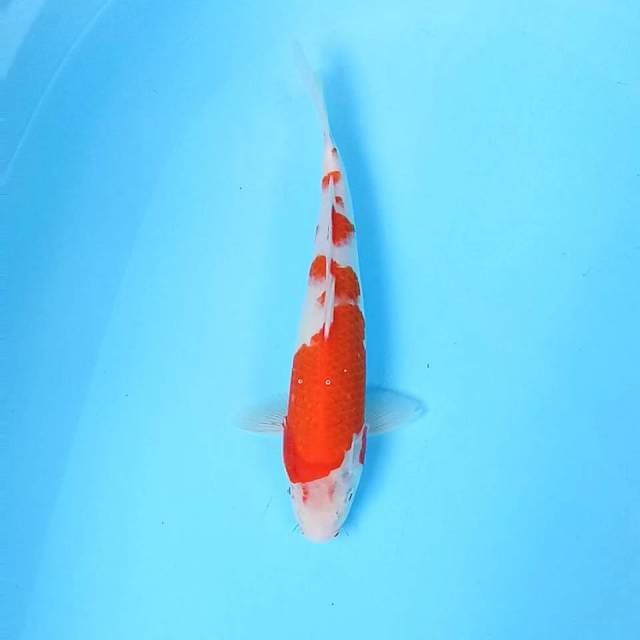 Kohaku 3 // 32cm