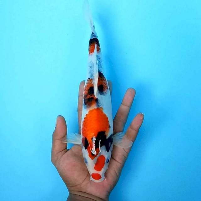 Showa 2 // 28cm