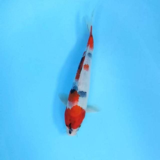 Showa tategoi // 28cm