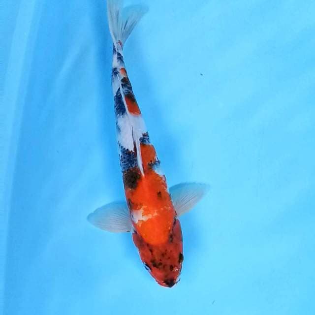 Showa // 40cm