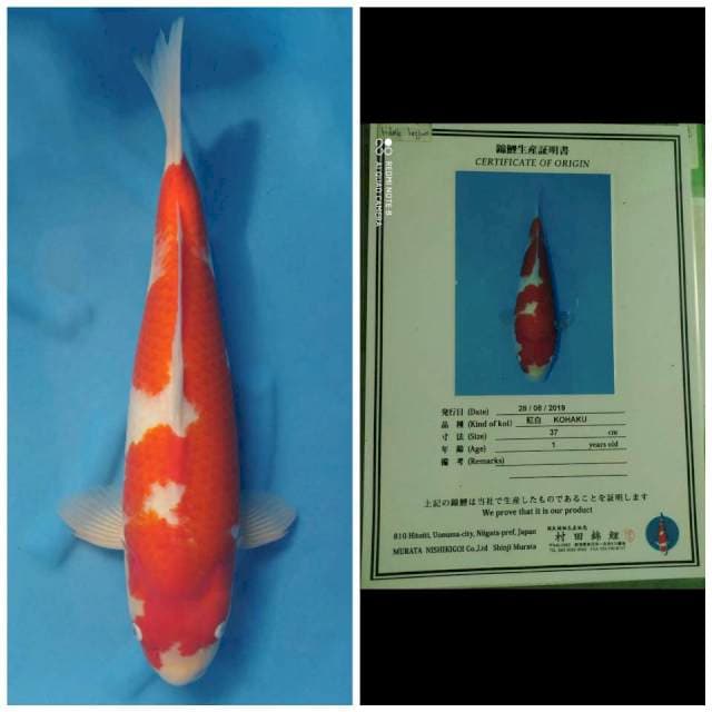 Murata Jumbo Male Kohaku