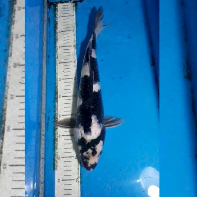 Shiro 42 cm