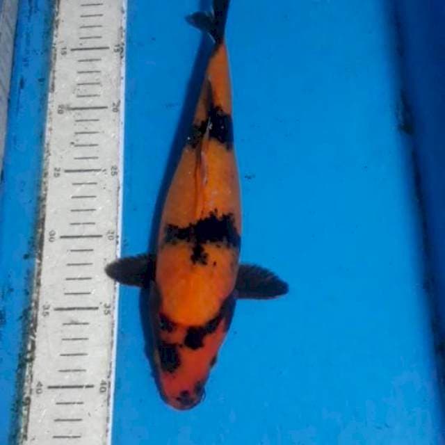 Hiu 30 cm