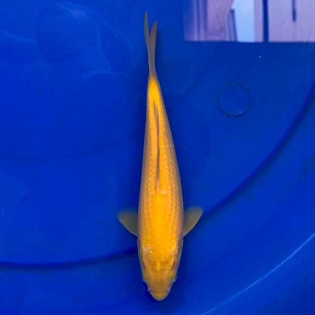Karashi FULL JUMBO