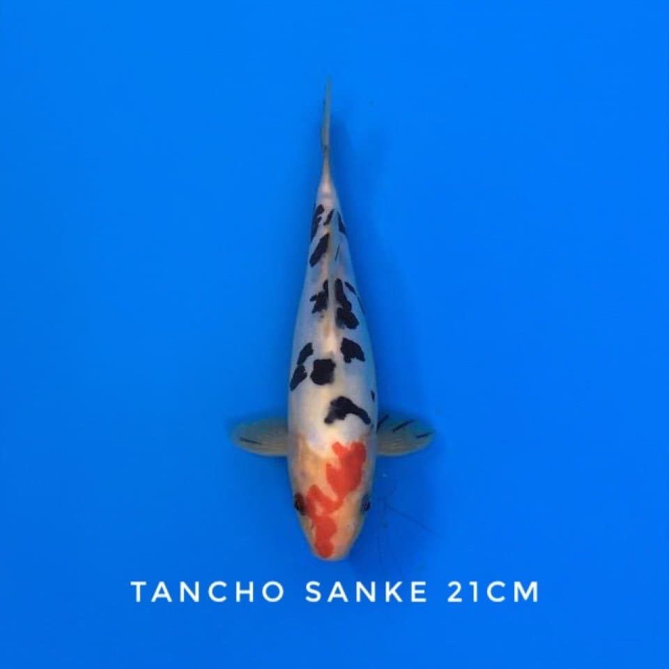 tancho sanke unik 21cm