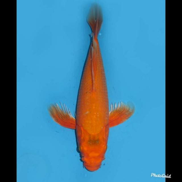 40cm , Jumbo !! Kumpay Orenji