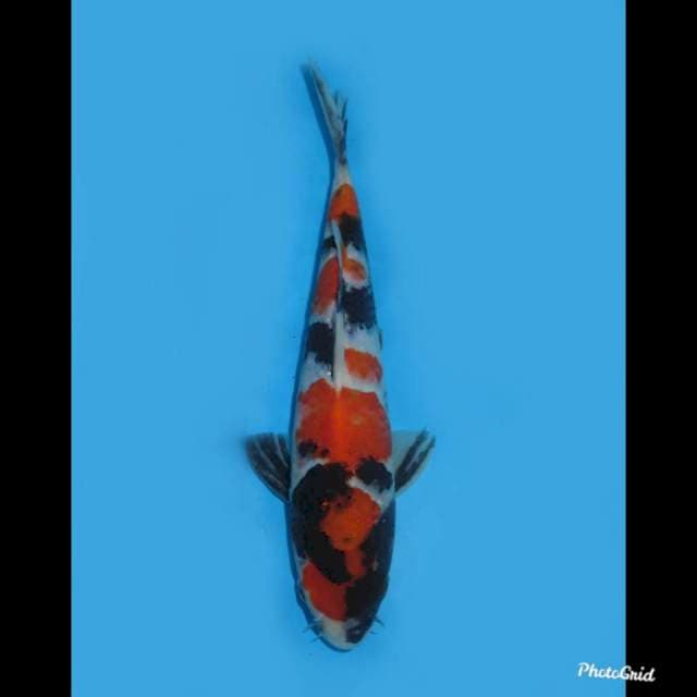 24cm - Showa Sanshoku - Prospek