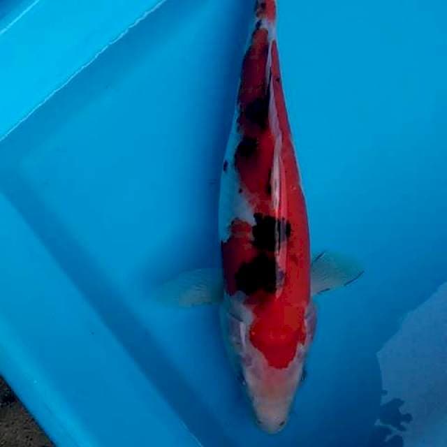 Sanke 30cm