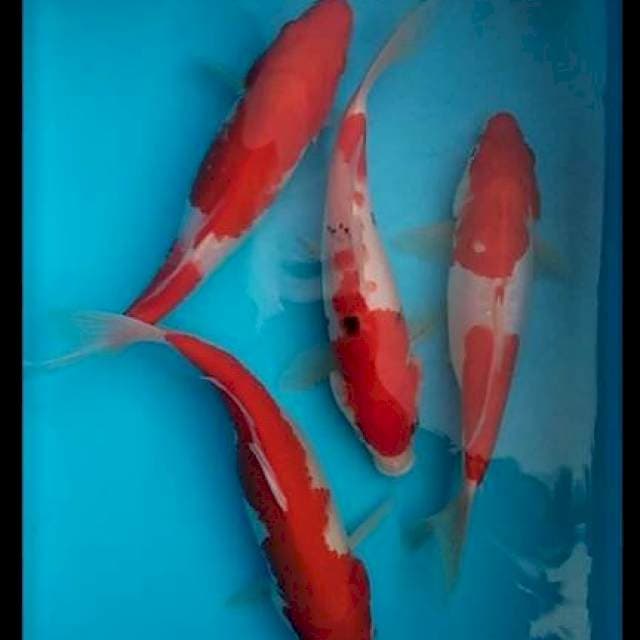 Kohaku sanke 24-26cm (4ekor)