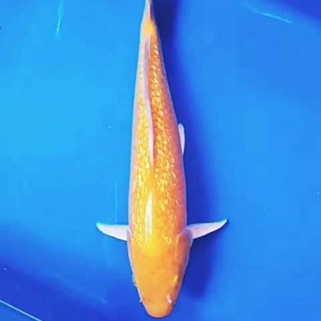 Karashi ginrin 30 cm