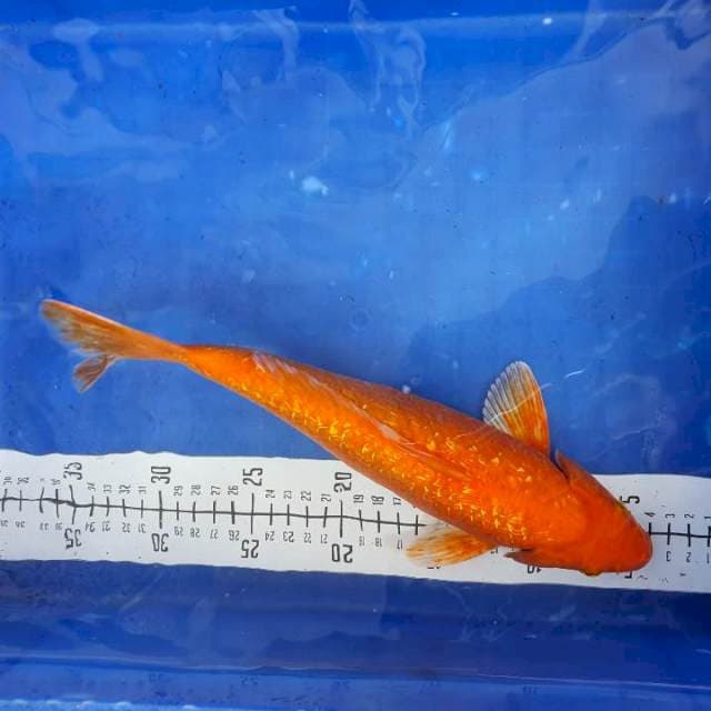 Akahajiro Ginrin Hikari Punuk