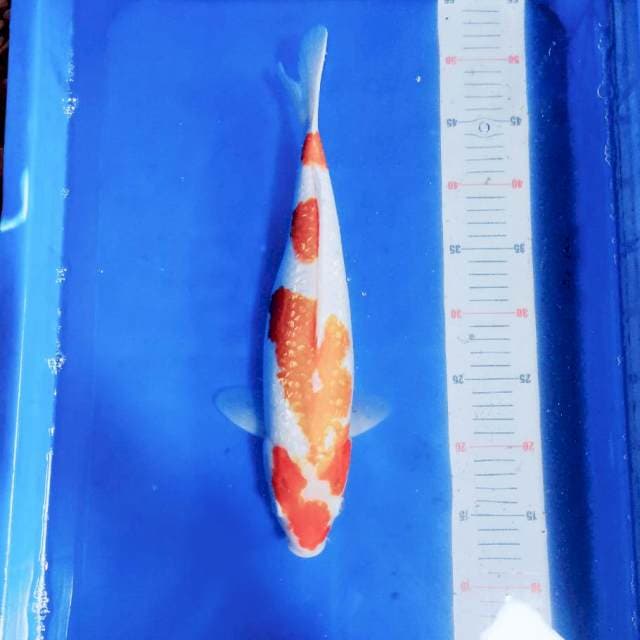 Kohaku ginrin